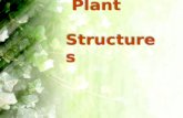 Plant Structures Plant Structures. Plant cell structure (Review) Differences between plant & animal cells? Unlike animal cells, plant cells have... Unlike.