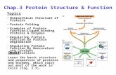 Chap.3 Protein Structure & Function Topics Hierarchical Structure of Proteins Protein Folding Examples of Protein Function- Ligand-binding Proteins & Enzymes.