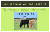 EQ: How do the macromolecules found in corn /soybeans get into a cow’s milk? YOU ARE WHAT YOU EAT: PART II From moo to you!