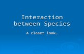Interaction between Species A closer look…. First, a review  What is carrying capacity? How big a population can get while still being supported, having.