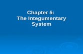 Chapter 5: The Integumentary System.  What are the structures and functions of the integumentary system?