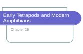 Early Tetrapods and Modern Amphibians Chapter 25.