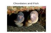 Chordates and Fish. What is a chordate? Members of the KINGDOM ANIMALIA and the PHYLUM CHORDATA They have a dorsal, hollow nerve cord and a notocord.