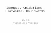 Sponges, Cnidarians, Flatworms, Roundworms Ch 26 Turboblast Version.
