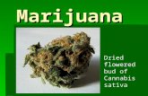 Marijuana Dried flowered bud of Cannabis sativa. What is marijuana?  Green, brown, or gray mixture of dried, shredded leaves, stems, seeds, and flowers.
