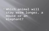 Which animal will stay warm longer, a mouse or an elephant? 1.