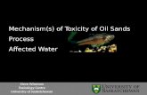 Mechanism(s) of Toxicity of Oil Sands Process Affected Water Steve Wiseman Toxicology Centre University of Saskatchewan.