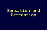 Sensation and Perception. Sensation: What is it? The process by which a stimulus in the environment produces a neural impulse that the brain interprets.