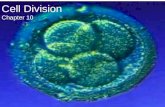 Cell Division Chapter 10. Anatomy of a Chromosome.