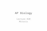 AP Biology Lecture #20 Mitosis Prophase Prometaphase Metaphase Anaphase Telophase.