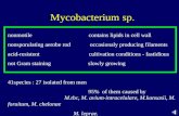 Mycobacterium sp. nonmotile contains lipids in cell wall nonsporulating aerobe rod occasionaly producing filaments acid-resistent cultivation conditions.