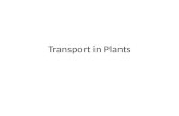 Transport in Plants. Revision A B C D E F H G Outer layer of cells. Prevent damage and water loss. Waxy outer layer (cuticle). Transparent to allow light.