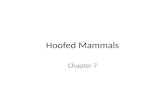 Hoofed Mammals Chapter 7. Peccary Family: Tayassuidae.