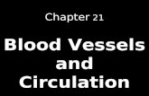 Chapter 21 Blood Vessels and Circulation. Blood Pressure and Cardiovascular regulation Exercise.