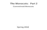 The Monocots: Part 2 Commelinoid Monocots Spring 2010.
