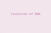 Isolation of DNA. DNA Deoxyribonucleic acid Genetic material of all living things Makes up chromosomes of living things –Contained within a nucleus in.