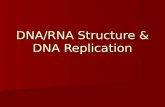 DNA/RNA Structure & DNA Replication. Genes are on Chromosomes Thomas Hunt Morgan Thomas Hunt Morgan –Worked with Drosophila –Demonstrated that genes are.