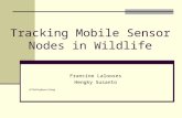Tracking Mobile Sensor Nodes in Wildlife Francine Lalooses Hengky Susanto EE194-Professor Chang.
