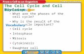 Lesson 1 Reading Guide What are the phases of the cell cycle? Why is the result of the cell cycle important? The Cell Cycle and Cell Division Cell cycle.