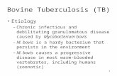 1 Bovine Tuberculosis (TB) Etiology –Chronic infectious and debilitating granulomatous disease caused by Mycobacterium bovis –M. bovis is a hardy bacterium.