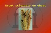 Ergot sclerotia on wheat. History of ergotism Rye was not cultivated until the 5 th century AD. Ergot prefers to infect rye flowers. Ergotism was widespread.