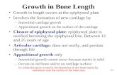 6-1 Growth in Bone Length Growth in length occurs at the epiphyseal plate Involves the formation of new cartilage by –Interstitial cartilage growth –Appositional.