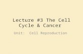 Lecture #3 The Cell Cycle & Cancer Unit: Cell Reproduction.