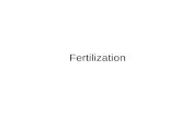 Fertilization. Learning Objective Describe the four processes involved in fertilization.