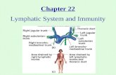 Chapter 22 Lymphatic System and Immunity. THE LYMPHATIC SYSTEM AND IMMUNITY A human body recognizes anything other than its own as an invader. When these.