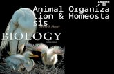 Animal Organization & Homeostasis Chapter 33. Animal Organization & Homeostasis 2 Types of Epithelial Tissues in the Vertebrates.