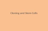 Cloning and Stem Cells. Stem Cells Cells that have not yet differentiated into their final developmental stage and/or function. .
