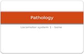 Locomotor system 1 - bone Pathology. Achondroplasia See the short and disproportionately thick bones.