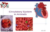 Regents Biology 2006-2007 Circulatory System in Animals.