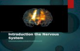 Introduction the Nervous System .