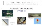 Aquatic Vertebrates PART III VERTEBRATE ZOOLOGY (VZ Lecture08 – Spring 2012 Althoff - reference PJH Chapter 6) paddlefish longnose gar Arapaima bullhead.