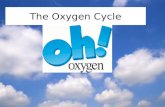 The Oxygen Cycle. Definition of Oxygen Oxygen â€“ a colorless, odorless, tasteless gas Denser than air Poor conductor of heat and electricity