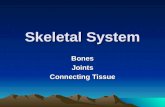 Skeletal System BonesJoints Connecting Tissue Trivia Question Who has more bones?