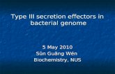 Type III secretion effectors in bacterial genome 5 May 2010 Sūn Guăng Wén Biochemistry, NUS.