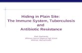 Hiding in Plain Site: The Immune System, Tuberculosis and Antibiotic Resistance Mark Stephansky Whitman-Hanson Regional High School Whitman, Massachusetts.