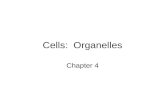Cells: Organelles Chapter 4. Overview Eukaryotic cells Cytoplasm Organelles Cytoskeleton How cells move Prokaryotic cells.