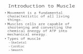 Introduction to Muscle Movement is a fundamental characteristic of all living things. Muscles cells are capable of shortening and converting the chemical.