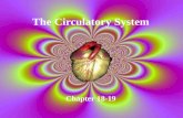 The Circulatory System Chapter 18-19. The Heart -Size of your fist -In thoracic cavity between lungs -Rests on diaphragm.