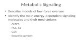 Metabolic Signaling Describe models of low-force overuse Identify the main energy-dependent signaling molecules and their mechanisms – AMPK – PGC-1a –