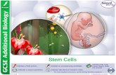 1 of 18© Boardworks Ltd 2011 Stem Cells. 2 of 18© Boardworks Ltd 2011.