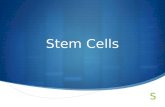 Stem Cells. Understandings  Specialized tissues can develop by cell differentiation in multicellular organisms.  Differentiation involves the expression.