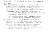 Lec 8 1 Lab 8: The Endocrine System & Blood rev 3/11 The Endocrine system is a system of glands which release hormones directly into the bloodstream so.