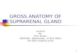 1 GROSS ANATOMY OF SUPRARENAL GLAND Lecture By Prof. Ansari 30/04/08…Wednesday…8.30-9.30am (for BDS students only)