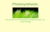 Photosynthesis The process of converting sunlight energy into food energy.