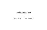 Adaptation “Survival of the Fittest”. Adapting to the environment Species (both plants and animals) evolve or change over time in response to changes.