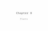 Chapter 8 Plants. Section 1: The Plant Kingdom What is a Plant – Nearly all plants are autotrophs, organisms that produce their own food. All plants are.